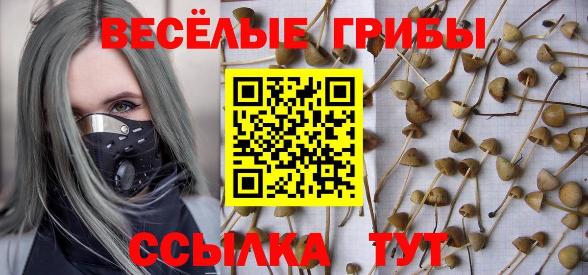 Балашов  Псилоцибиновые грибы Psilocybe  Вход с VPN 