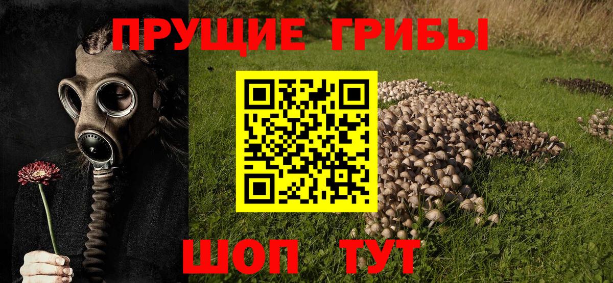 Псилоцибиновые грибы GOLDEN TEACHER Балашов